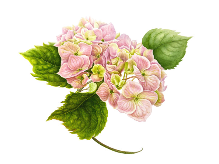 Pink Symphony of Spring Pittura, 11,8x15,8 in