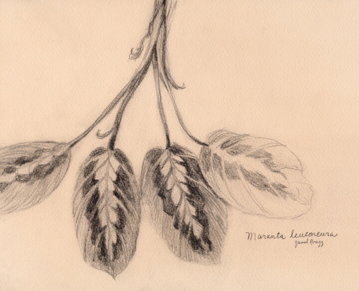 Botanical with Prayer Plant 绘画, 9x11 in