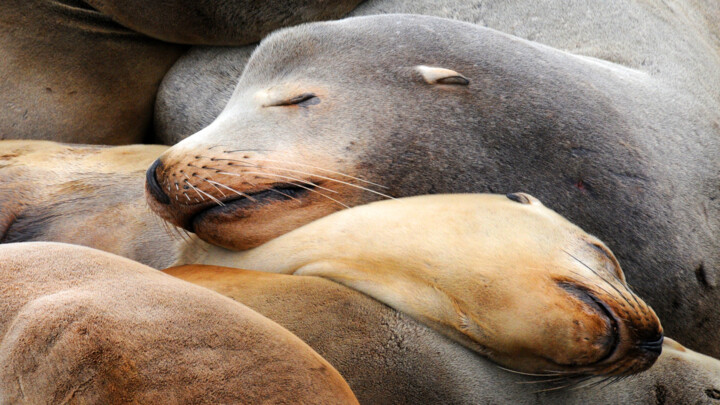Sea lions 摄影, 22.1x39.4 in