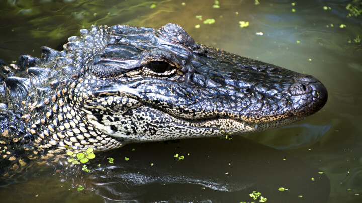 Alligator 摄影, 22.1x39.4 in