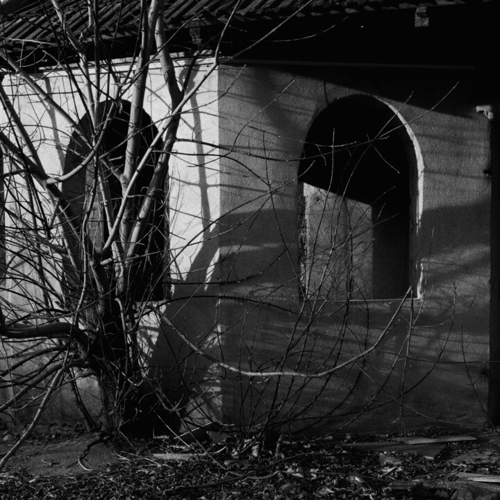 Branches 摄影