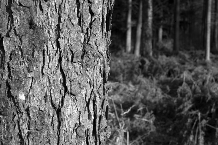 Portraits d'arbre II #4035B Photography, 11.8x17.7 in