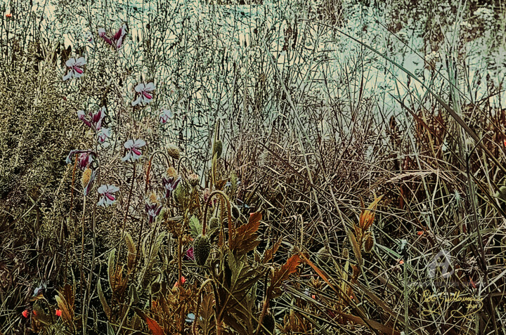Wild Flowers-2 摄影, 31.5x47.2 in