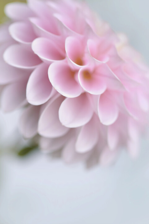 Flowerissimo_18987 摄影