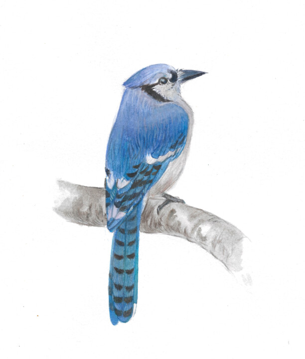 bird Painting, 8.3x7.1 in