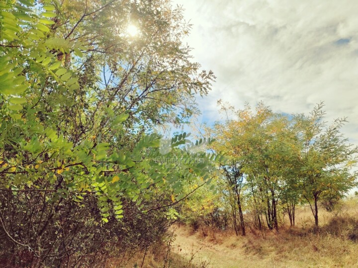 Glimpses of Paradise 摄影