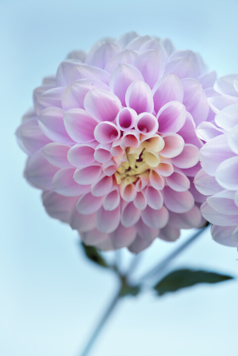 Flowerissimo_15732 Фотография