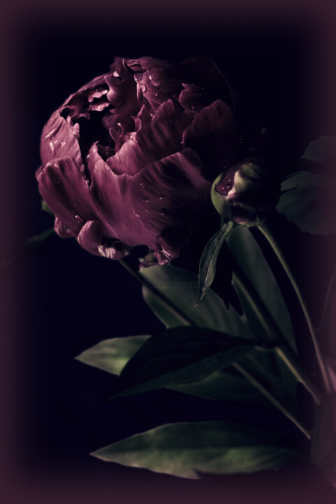 Flowerissimo_16749 Fotografie