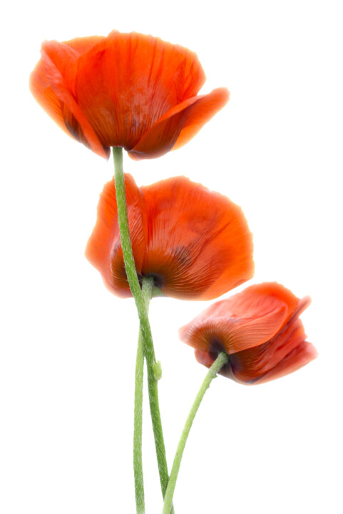 Flowerissimo_15684 摄影