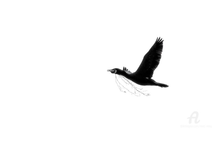 Le grand cormoran prépare son nid 摄影