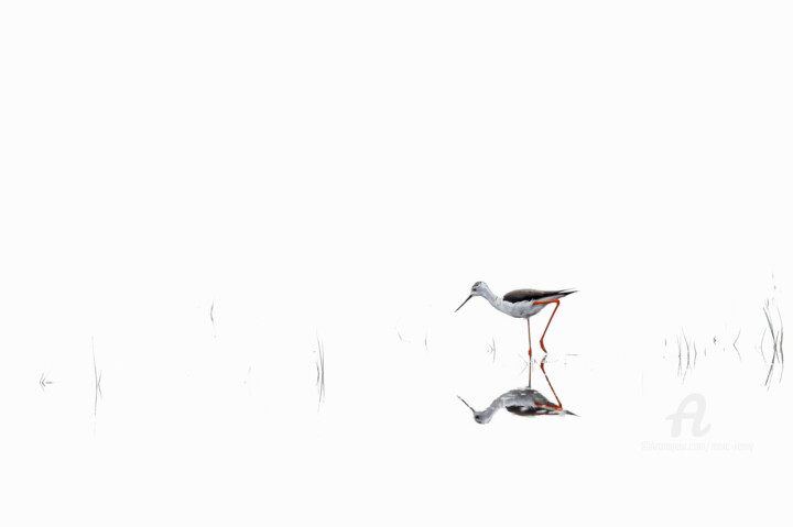 ~ L’élégance de l’échasse blanche ~ 摄影
