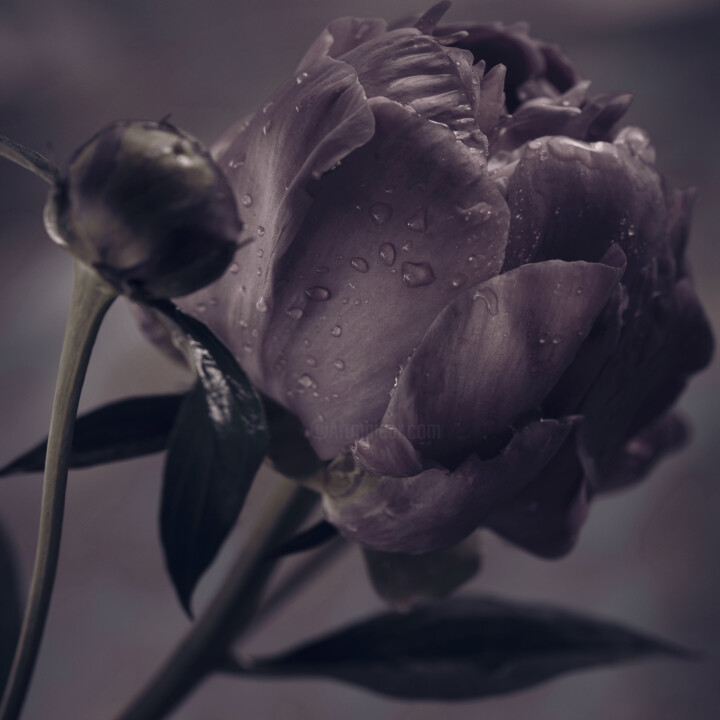 Flowerissimo_16705 Fotografie