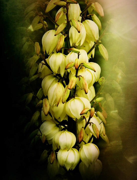 Photography titled "Yucca." by Dave English, Original Artwork, Digital Photography