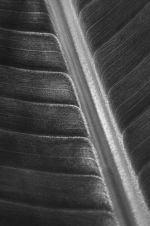 Feuille d'or graphique 摄影, 23.6x15.8 in