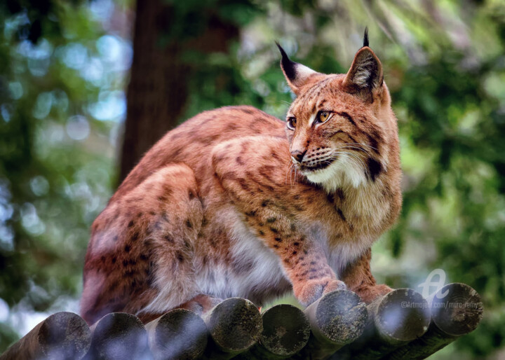 Regard de lynx Fotografie