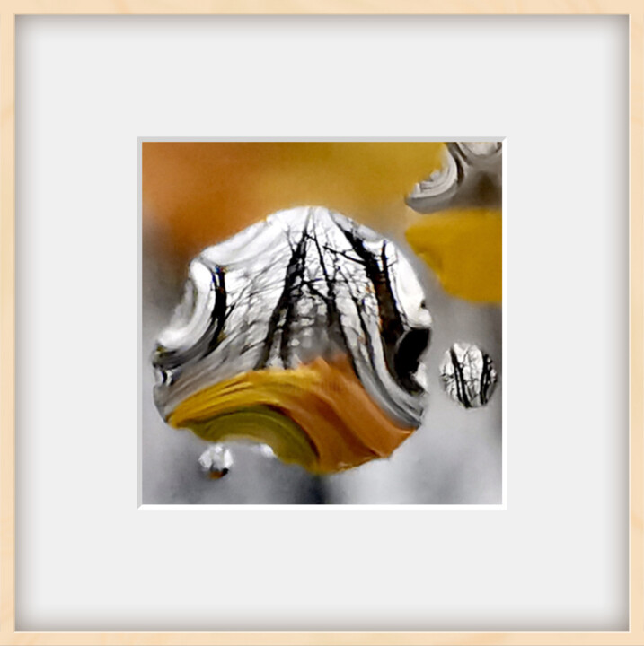 Winterbaum Fotografia, 7,9x7,9 in