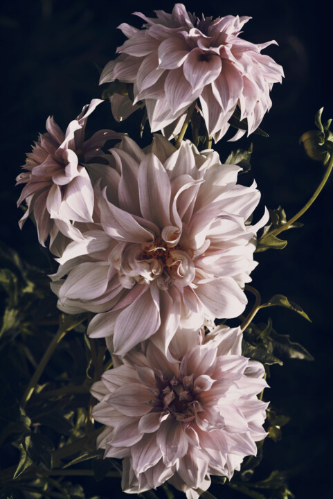 Flowerissimo_15211 Fotografie