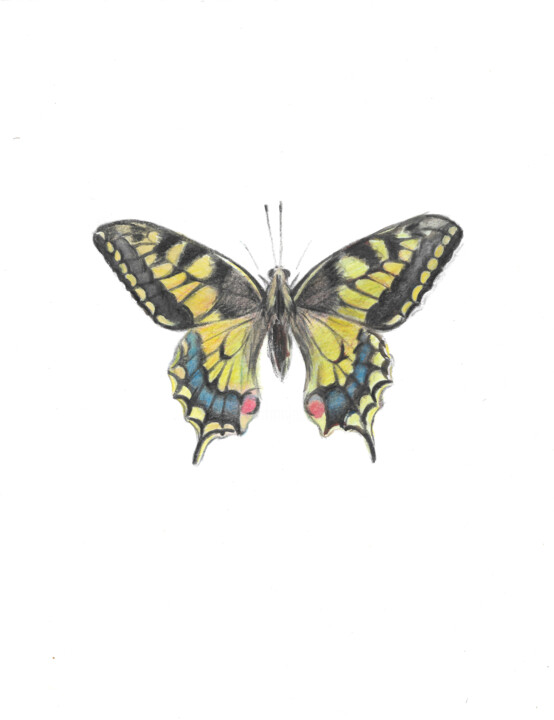 swallowtail, the yellow butterfly Malarstwo, 10,8x8,3 in