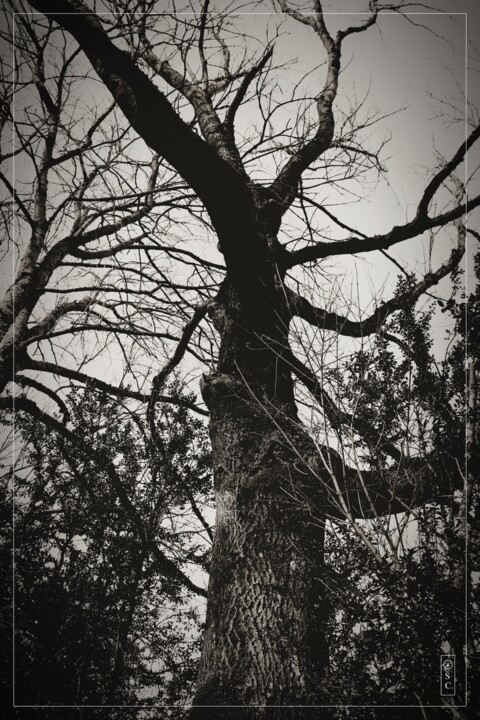 JOY Photography