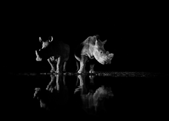 Beschermers van de Nacht Fotografie
