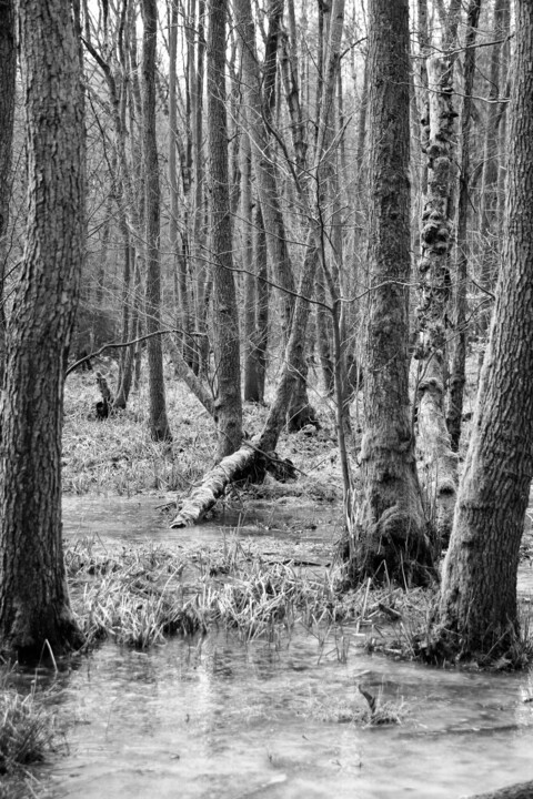 ice forest Fotoğraf