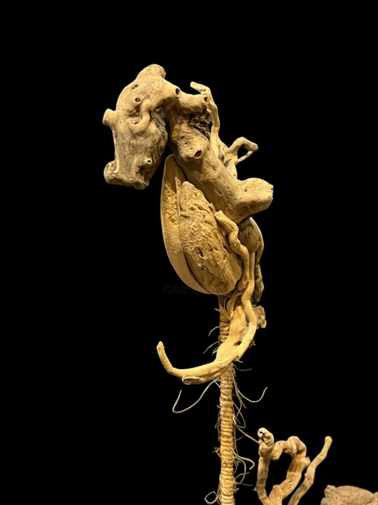 Hippocampe Scultura, 12,2x10,6 in