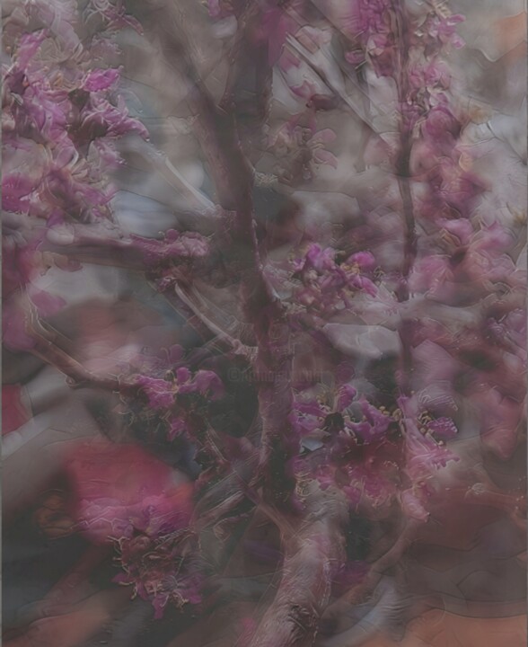 Dried cherry blossoms 摄影