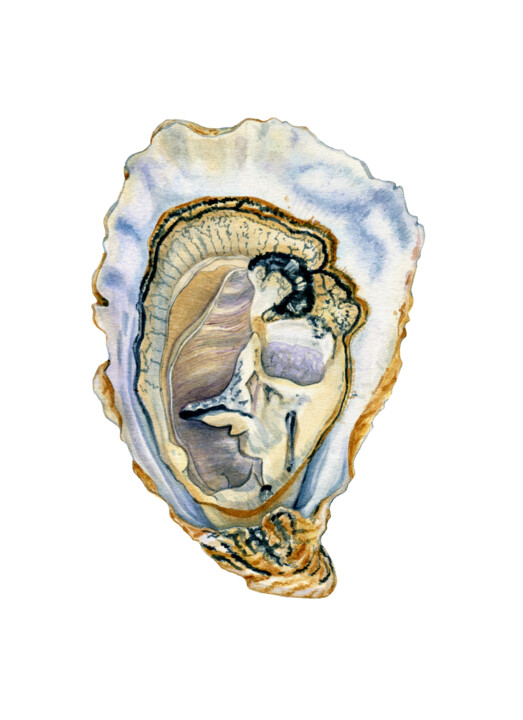 Oyster 绘画, 12.2x7.5 in