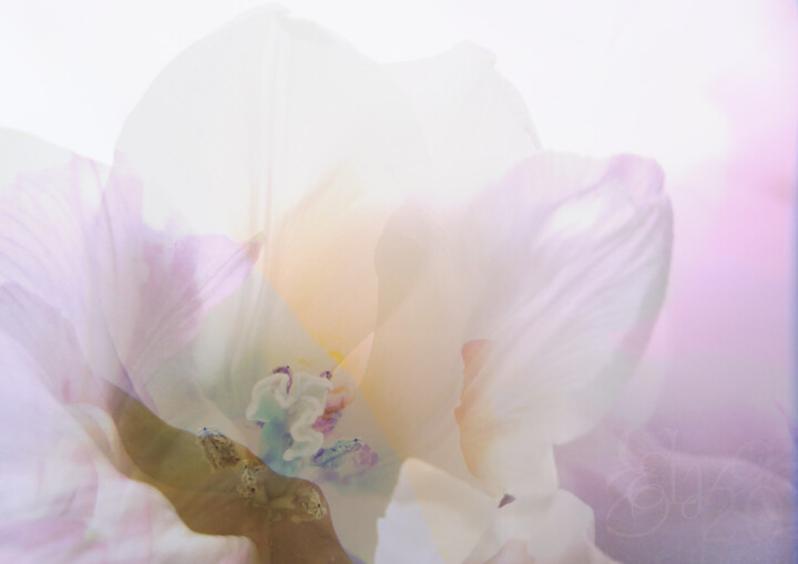 Dos adormecidos en el corazón de la flor de magnolia 数字艺术