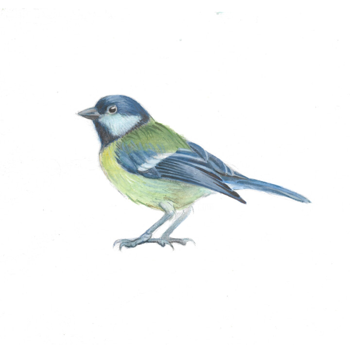 chickadee 绘画, 8.3x8.1 in
