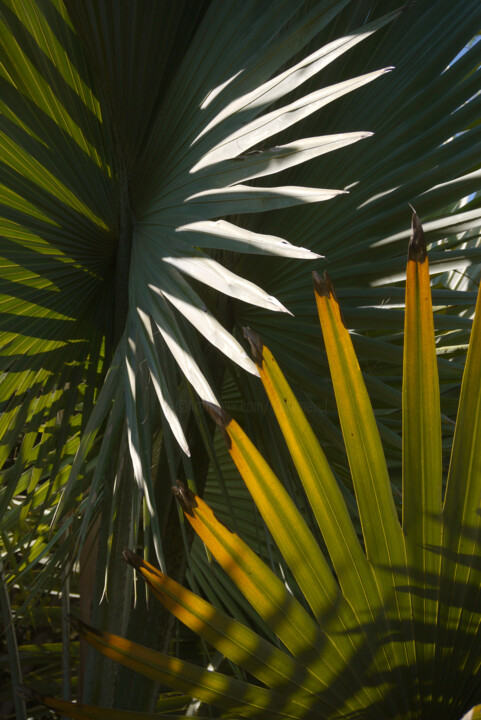 Photography titled "abstraction végétale" by Gilles Mével, Original Artwork, Digital Photography