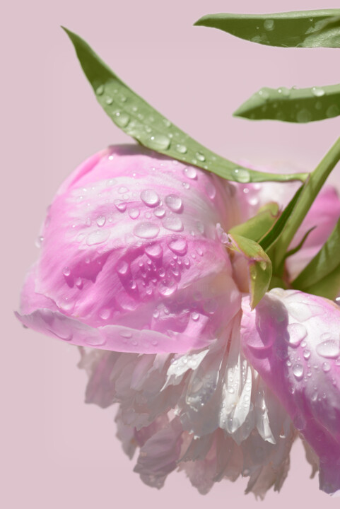 Flowerissimo_18643 Fotoğraf
