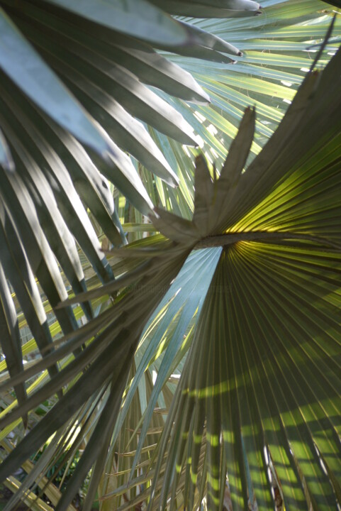 Photography titled "abstraction végétal…" by Gilles Mével, Original Artwork, Digital Photography