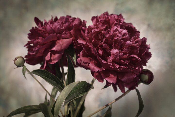 Flowerissimo_17903 摄影