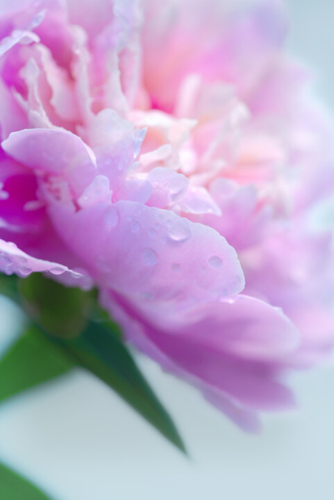 Flowerissimo_18488 摄影