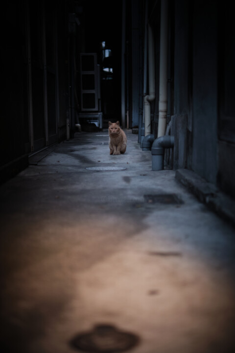 Home Alone Фотография