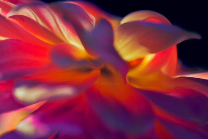 Flowerissimo_17672 Fotoğraf