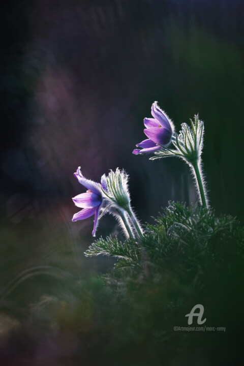 Beauté printanière Fotoğraf