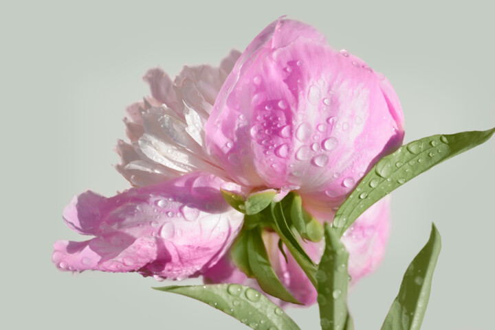 Flowerissimo_18613 Photography
