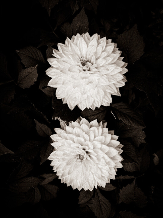 Dahlia Mandala – Geometry of Stillness 摄影, 36x24 in