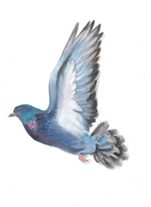 pigeon 4 Картина, 11,3x7,9 in