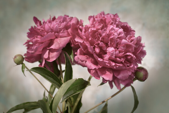 Flowerissimo_17904 Fotografie