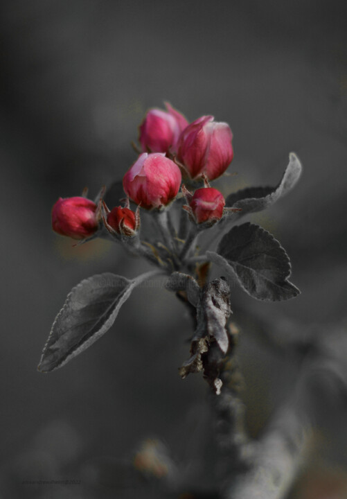 Fleur de pommier Fotografie