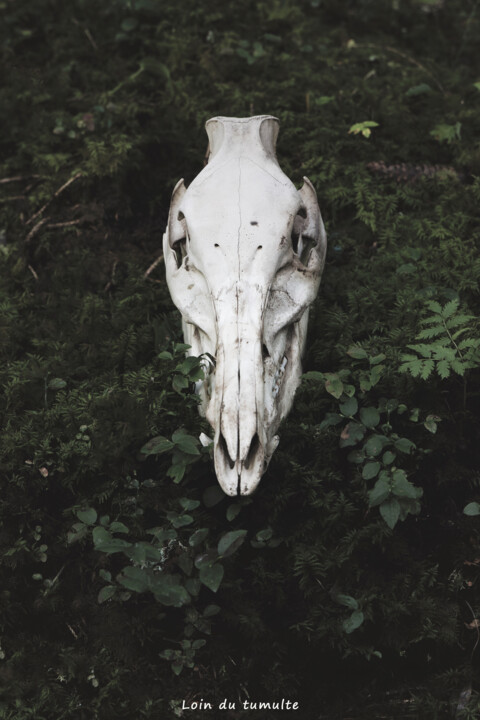 La mort rôde Фотография