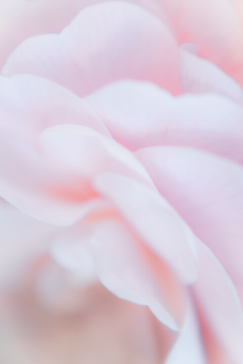 Nuages roses Fotografia, 5,9x3,9 in