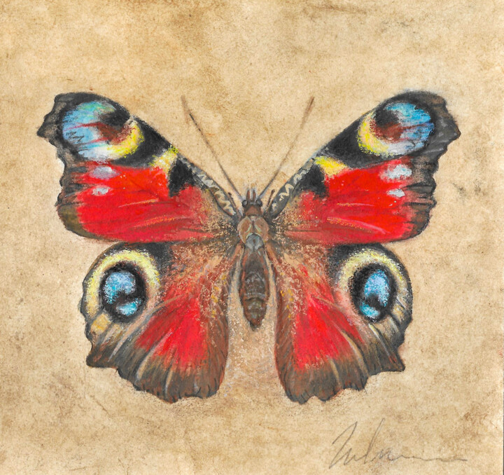 peacock eye butterfly Картина, 5,8x6,1 in