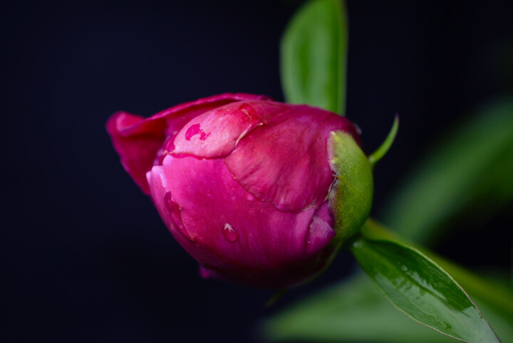 Flowerissimo_18400 Fotoğraf