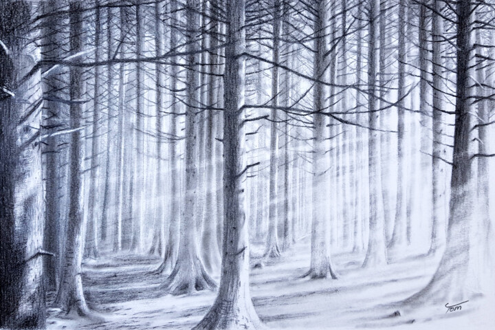 Shadow Woods 图画, 7.9x11 in