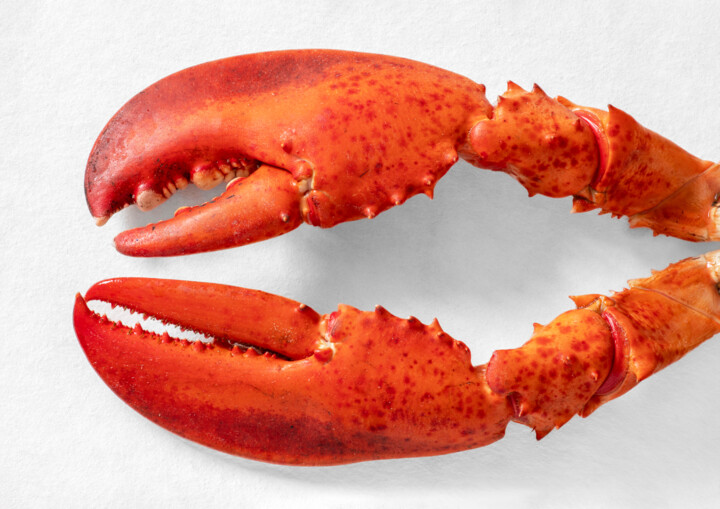 Les Armes du Homard 摄影