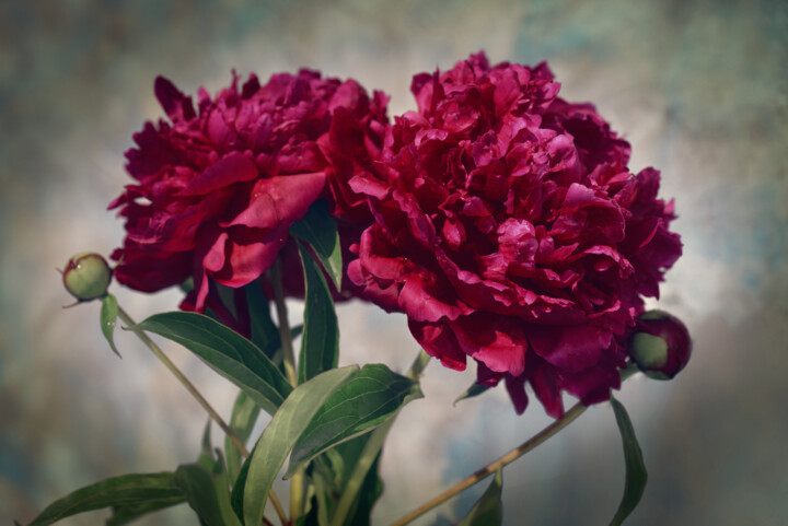 Flowerissimo_17901 Fotografie